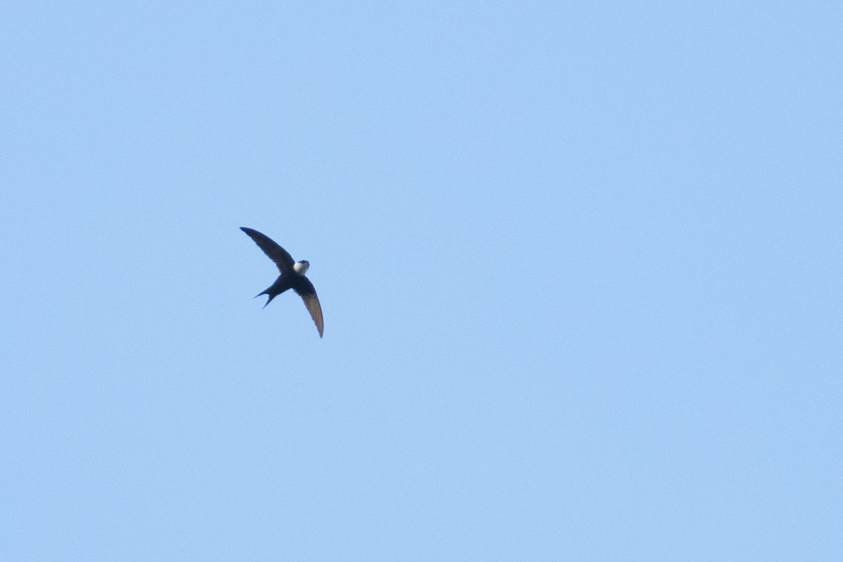 Lesser Swallow-tailed Swift - ML92381371