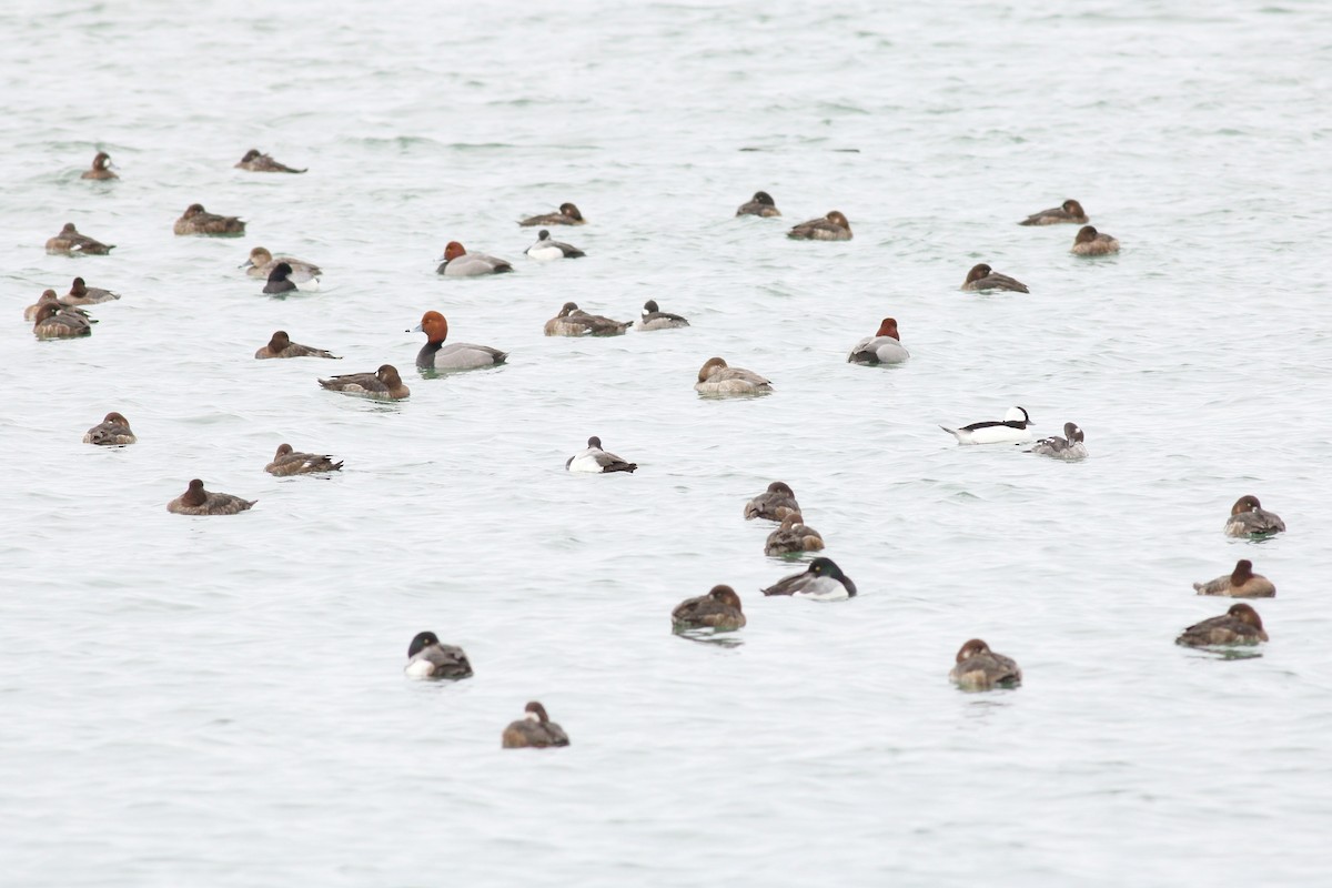 Greater Scaup - ML92382621