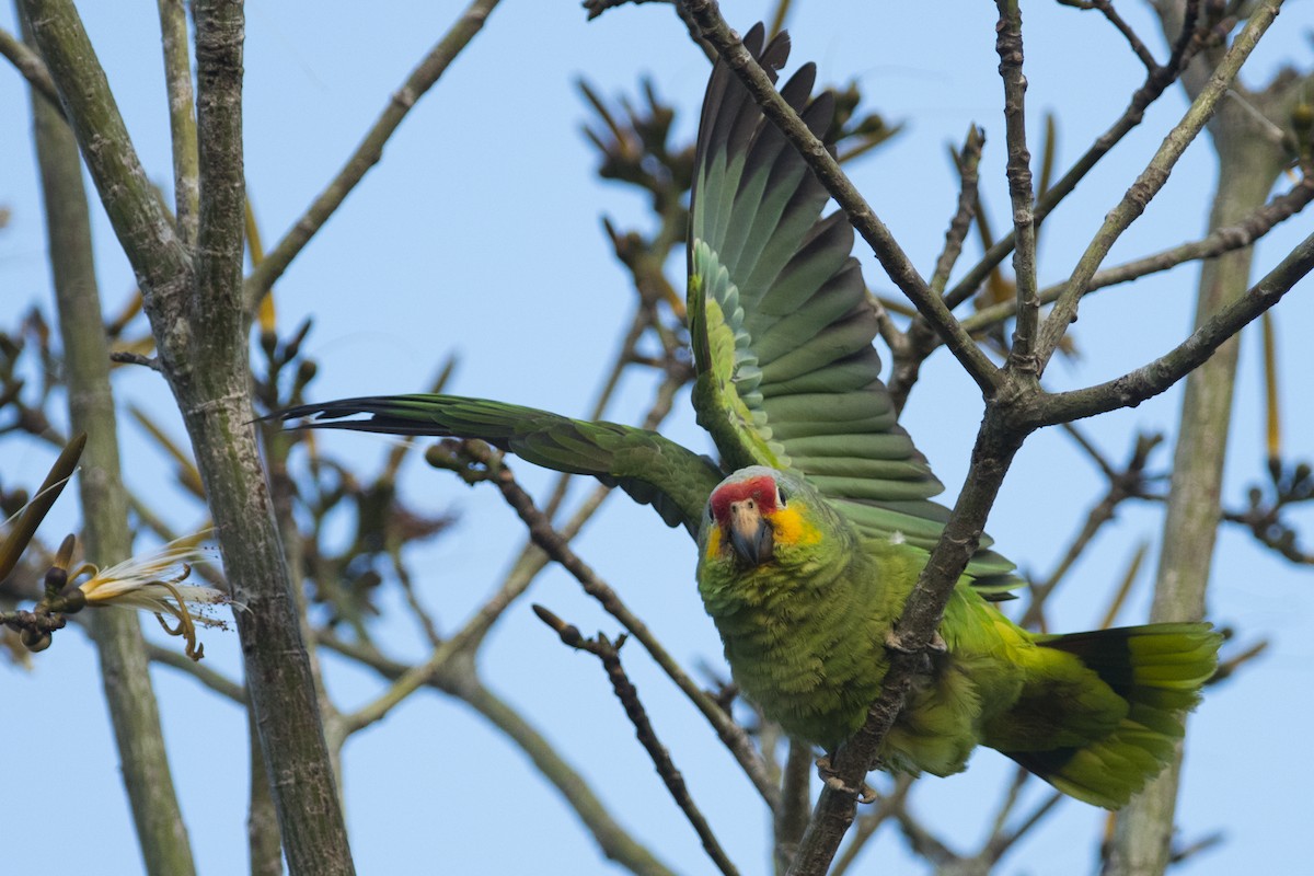 Red-lored Parrot - ML92382821