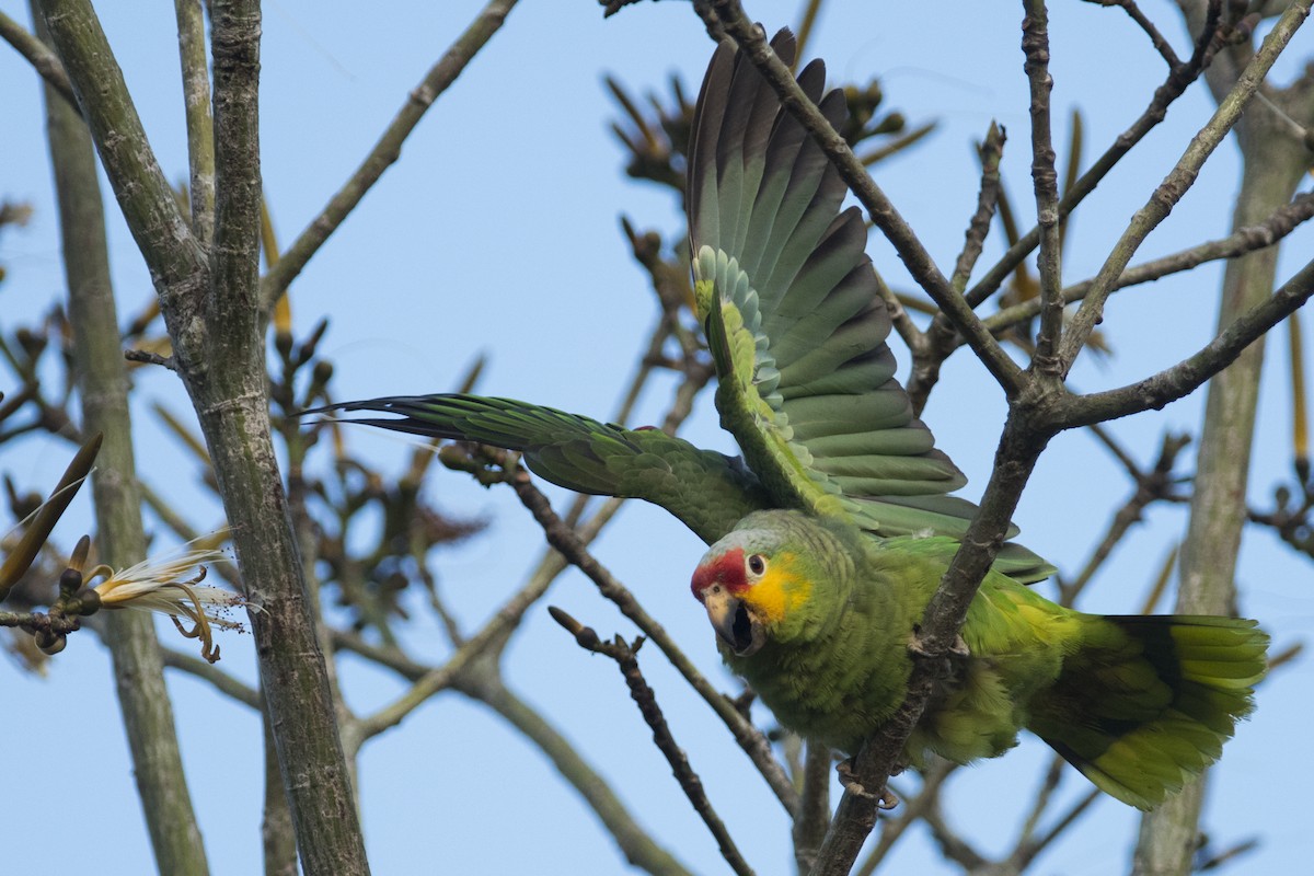 Red-lored Parrot - ML92382911