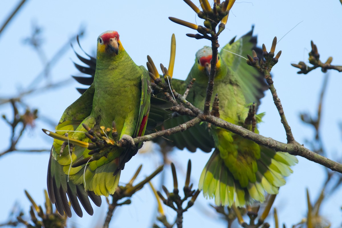 Red-lored Parrot - ML92383421