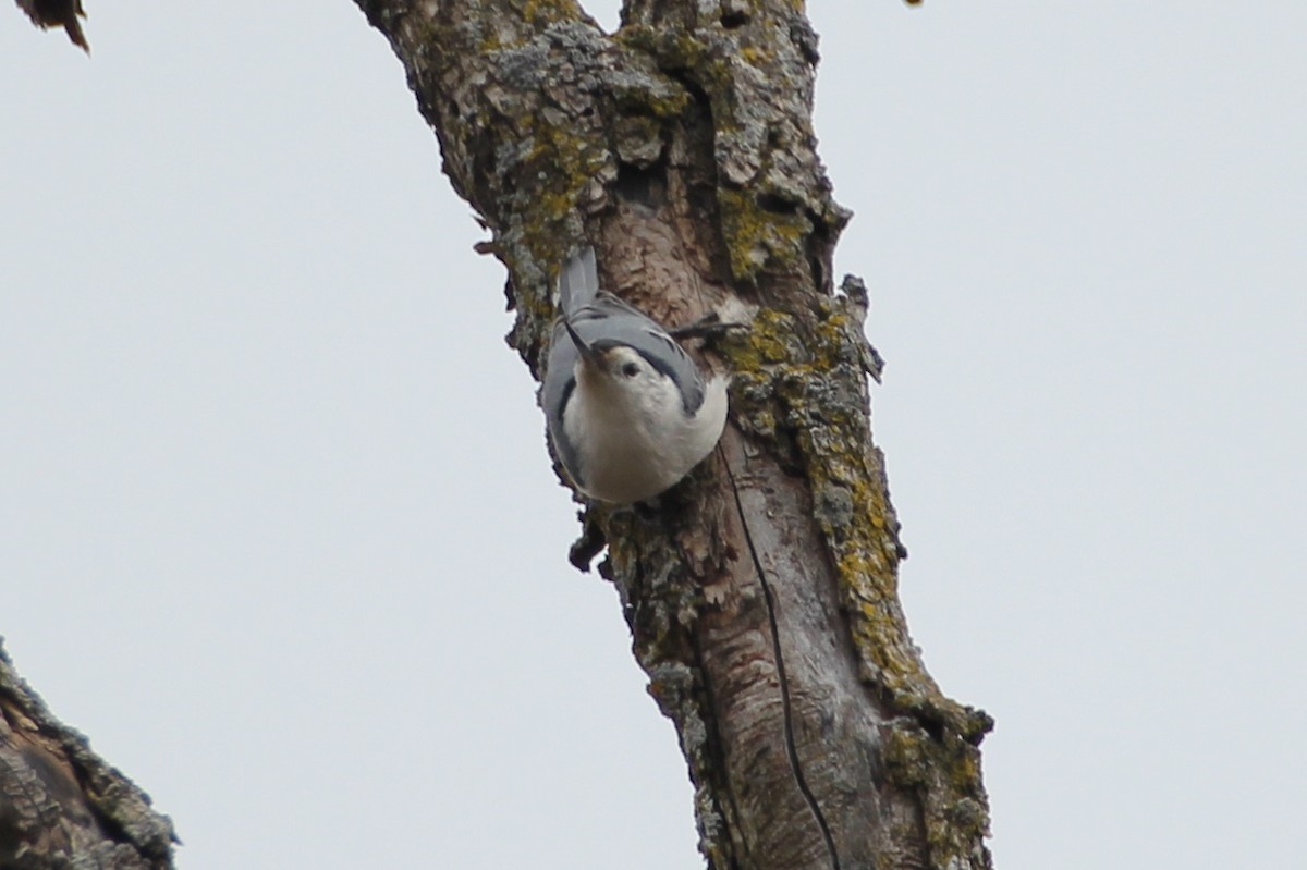 White-breasted Nuthatch - ML92386741