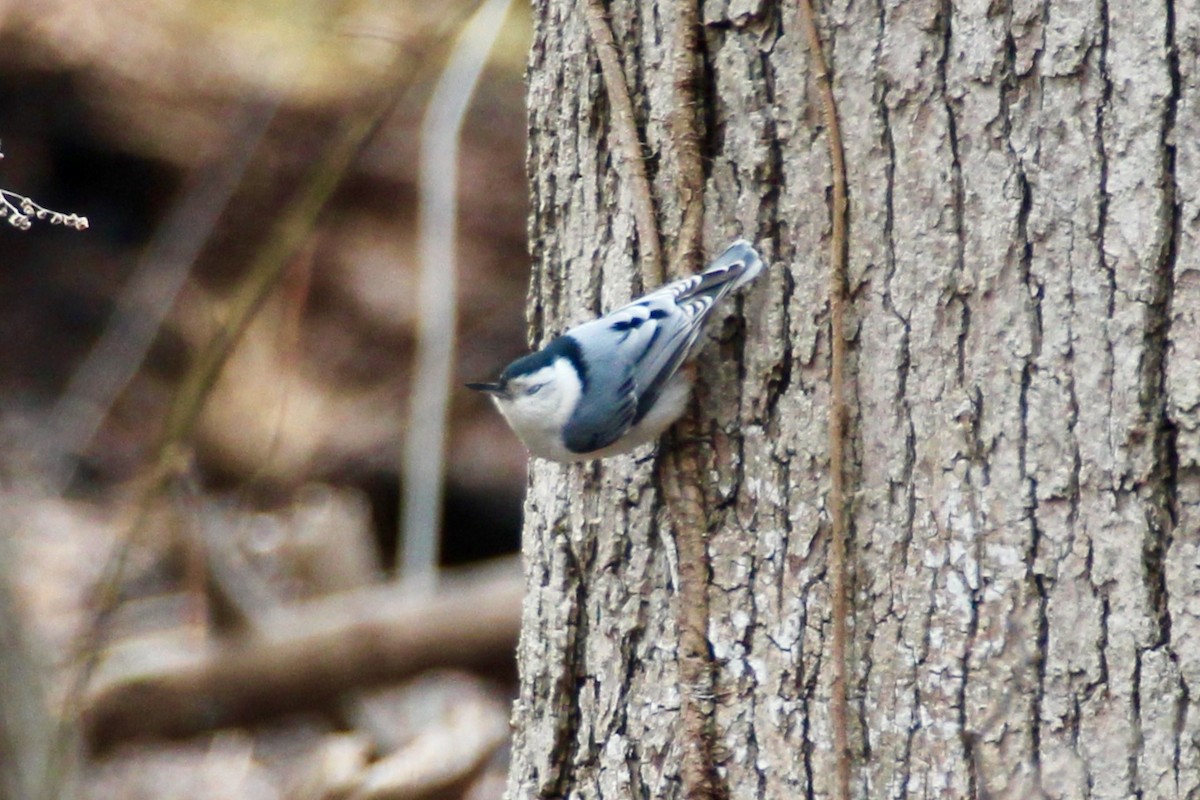 White-breasted Nuthatch - ML92386751