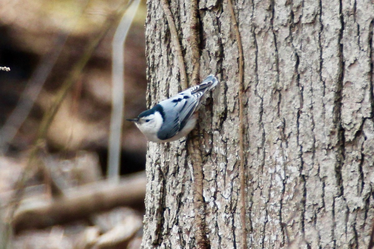 White-breasted Nuthatch - Jeffrey Boland