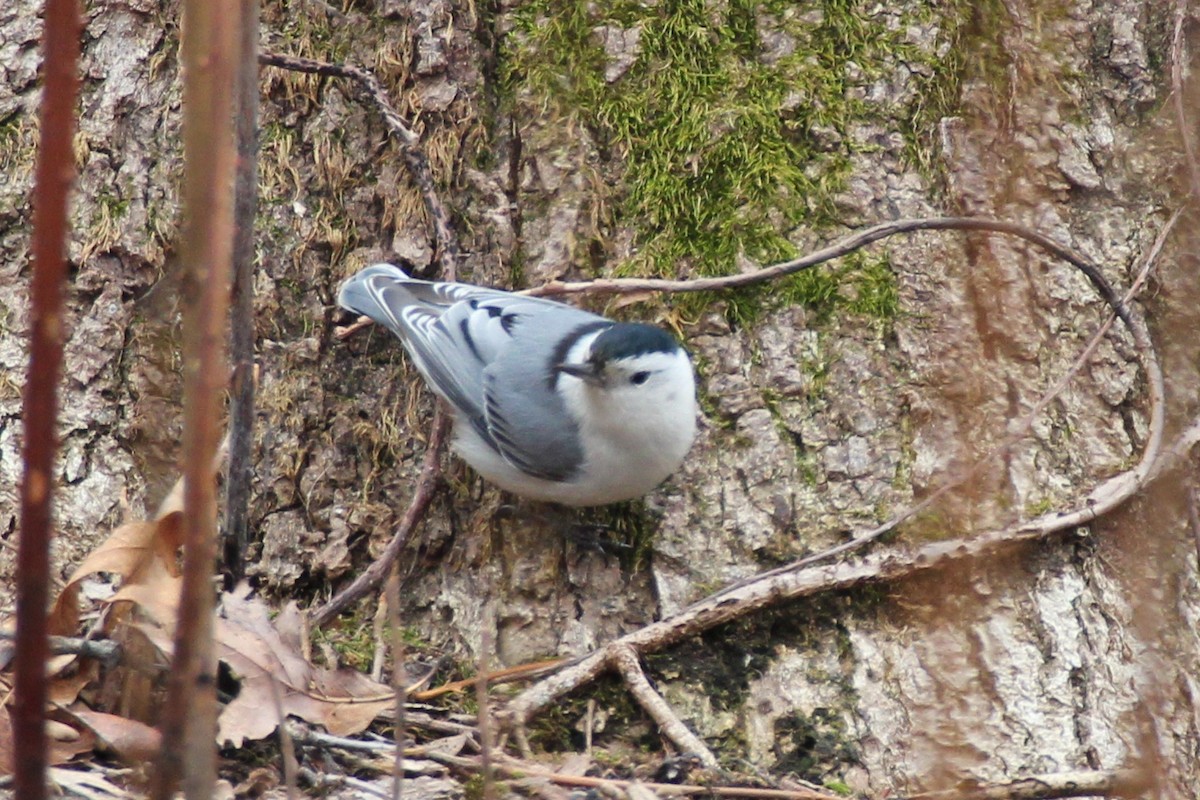White-breasted Nuthatch - ML92386781