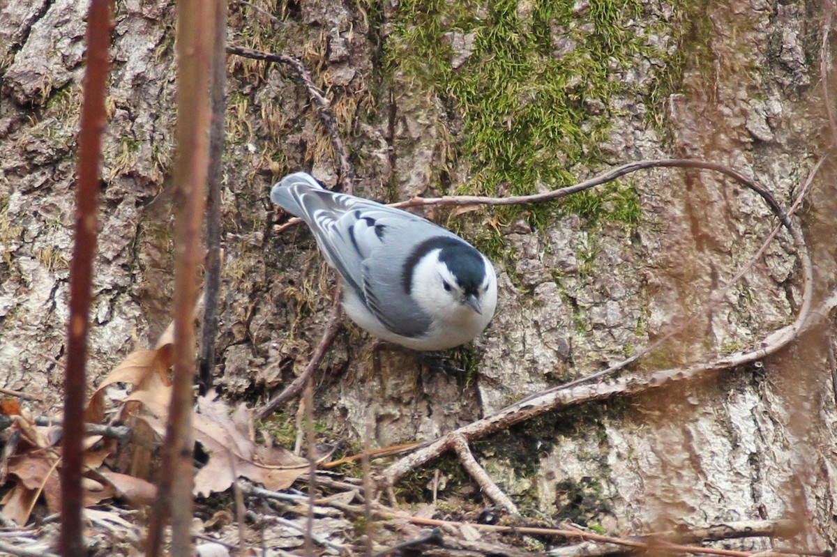 White-breasted Nuthatch - ML92386791