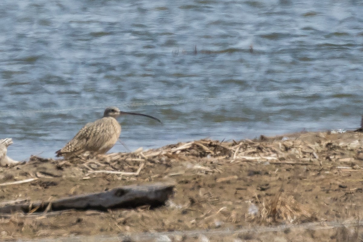 Long-billed Curlew - ML92388871
