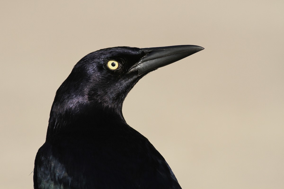 Great-tailed Grackle - ML92388921