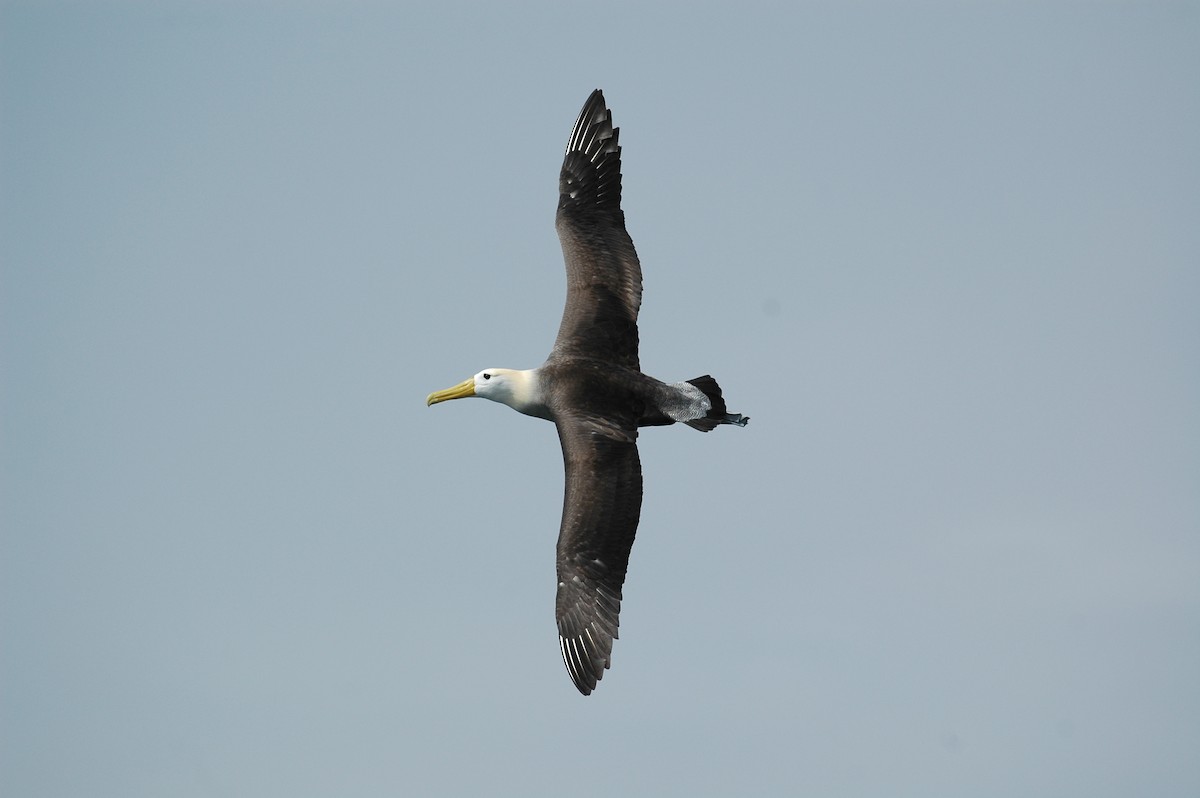 Albatros de Galápagos - ML92393511