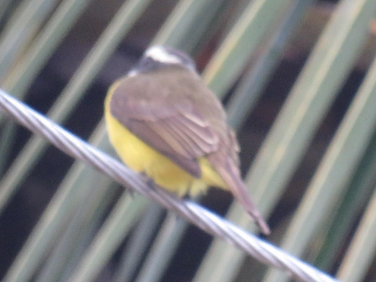 Social Flycatcher (Vermilion-crowned) - ML92393541
