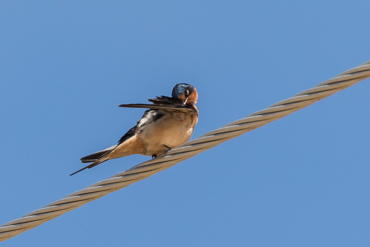 Barn Swallow - Sreemala Das Majumder