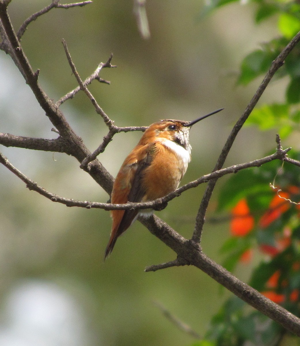Rufous Hummingbird - Darren Dowell