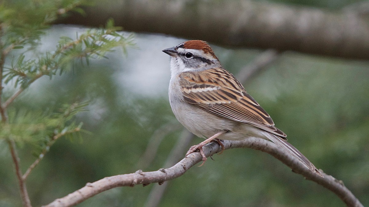 Chipping Sparrow - Michael Mulqueen