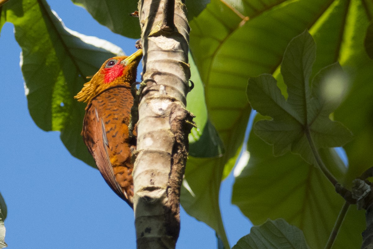 Chestnut-colored Woodpecker - John Cahill xikanel.com