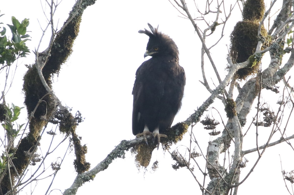 Long-crested Eagle - Glen Chapman