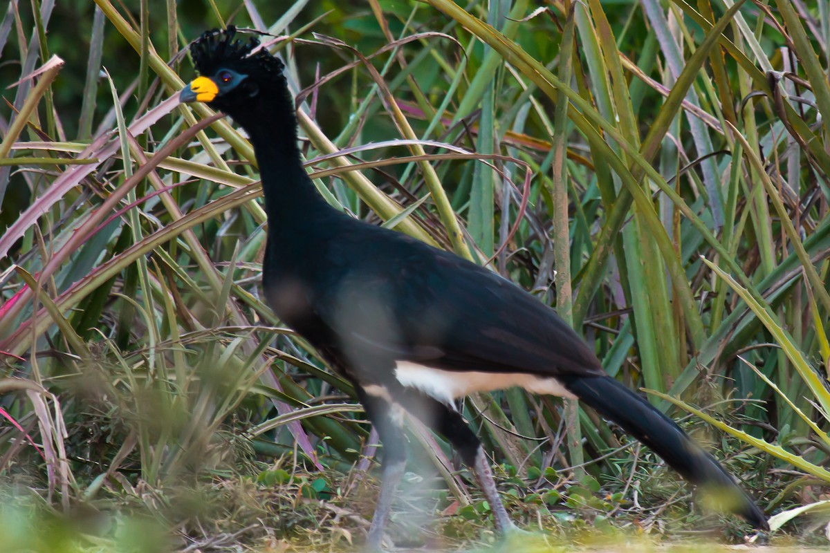 Bare-faced Curassow - ML92404151