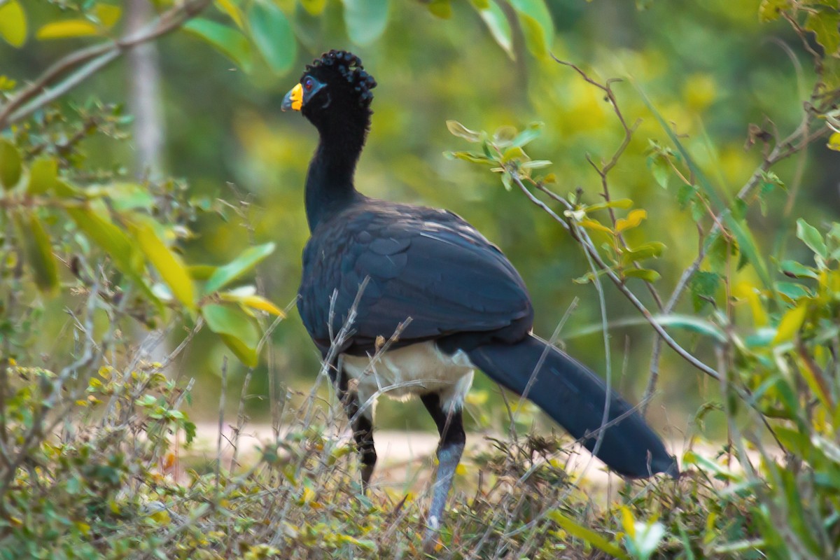 Bare-faced Curassow - ML92404161