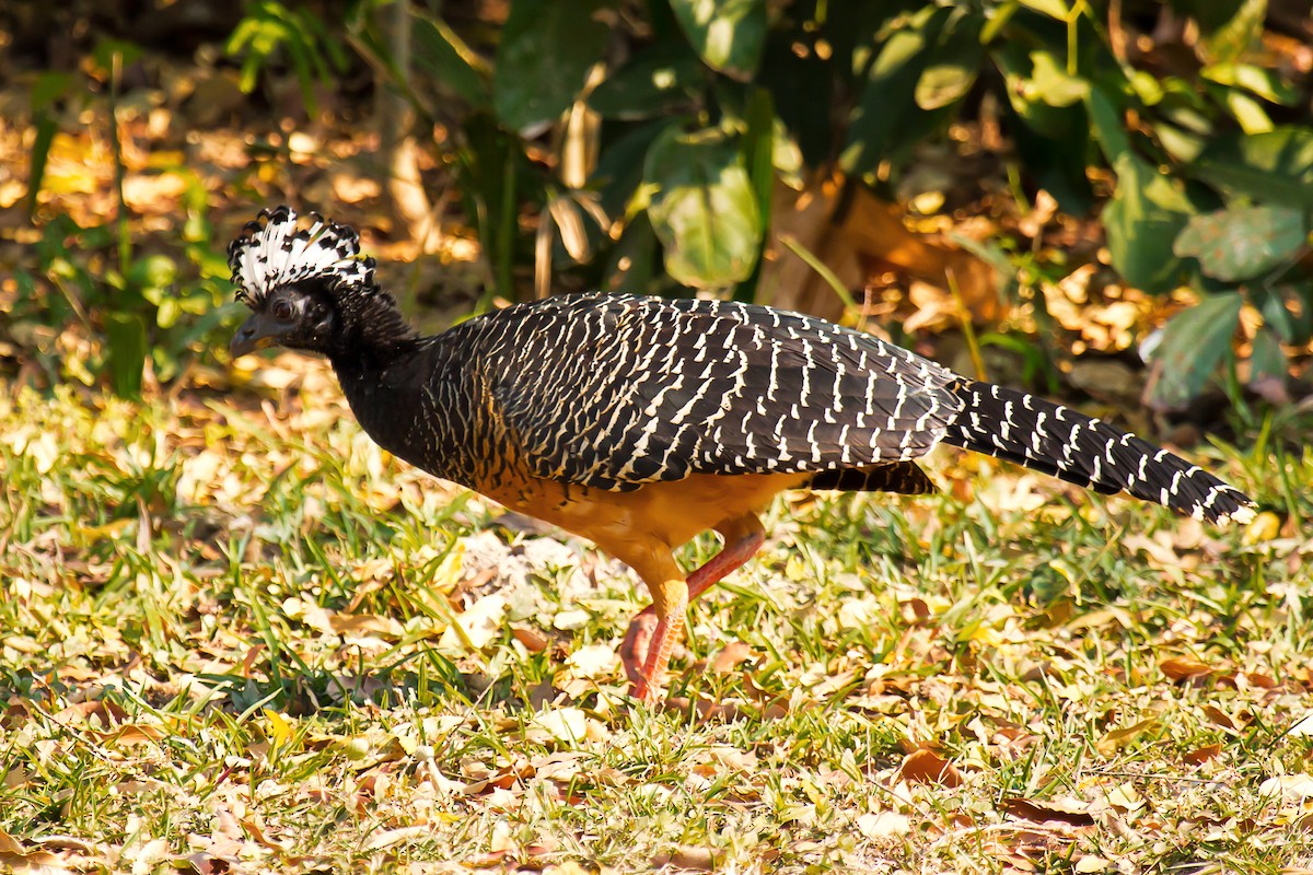 Bare-faced Curassow - ML92404201