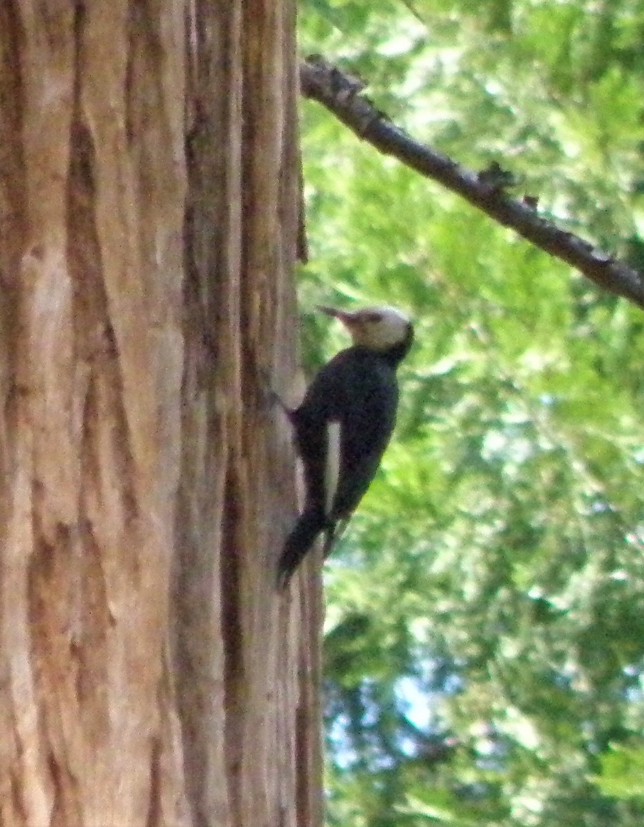 White-headed Woodpecker - ML92405281