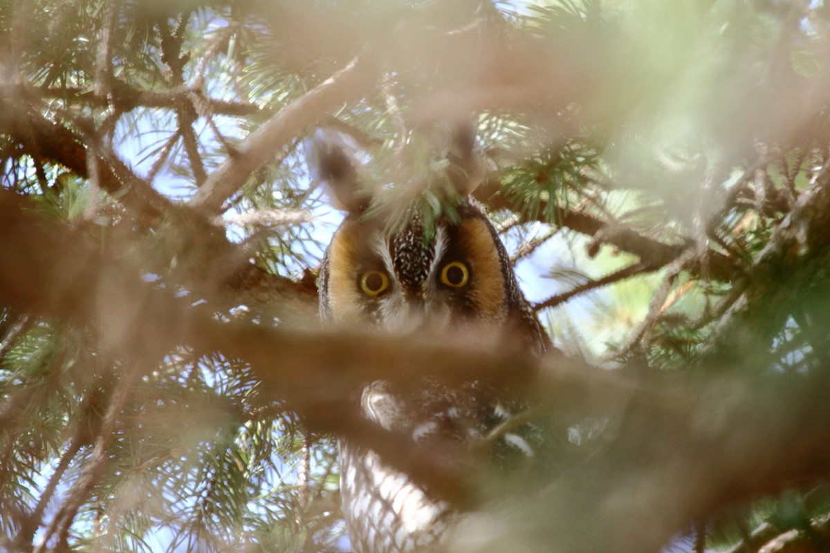 Long-eared Owl - ML92405481
