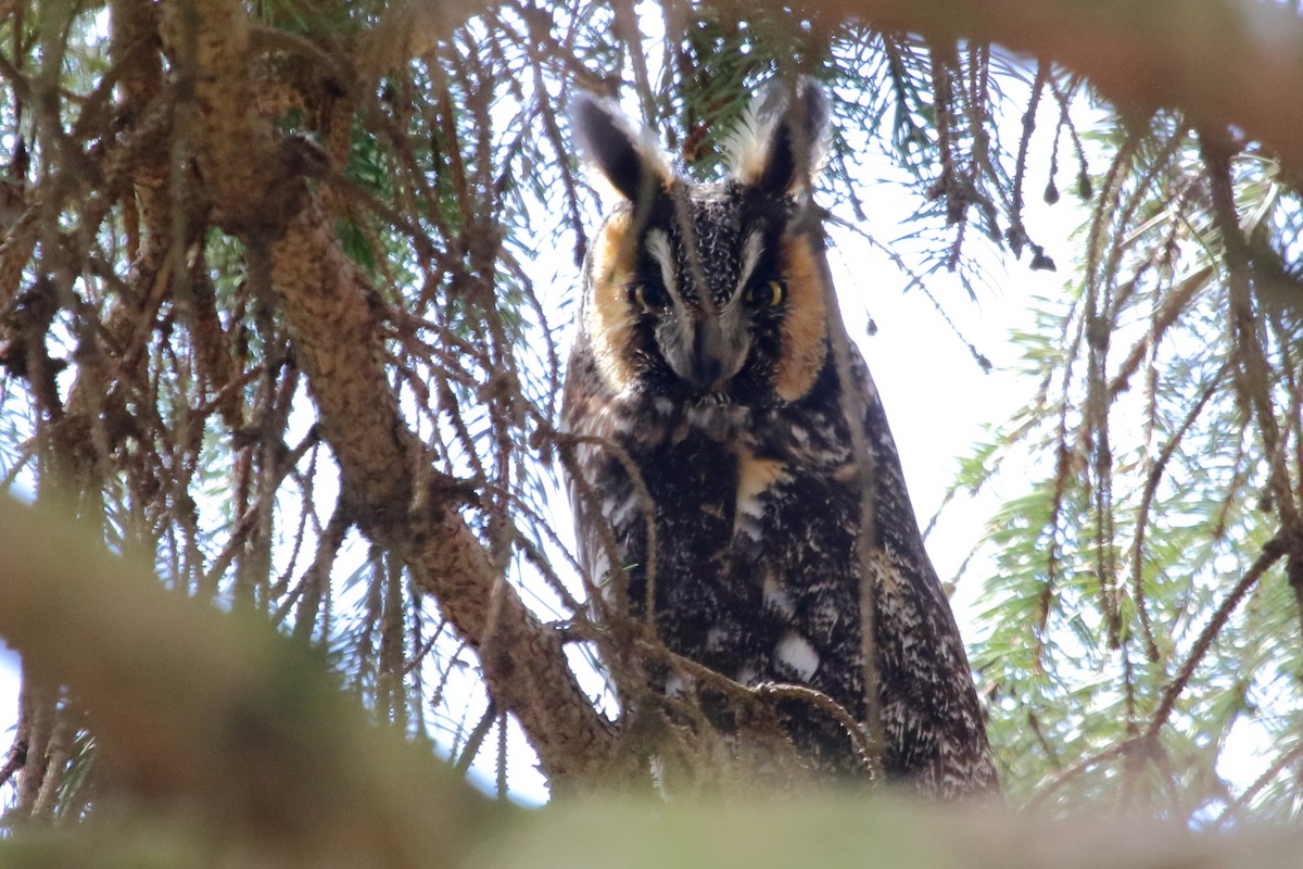 Long-eared Owl - ML92405491