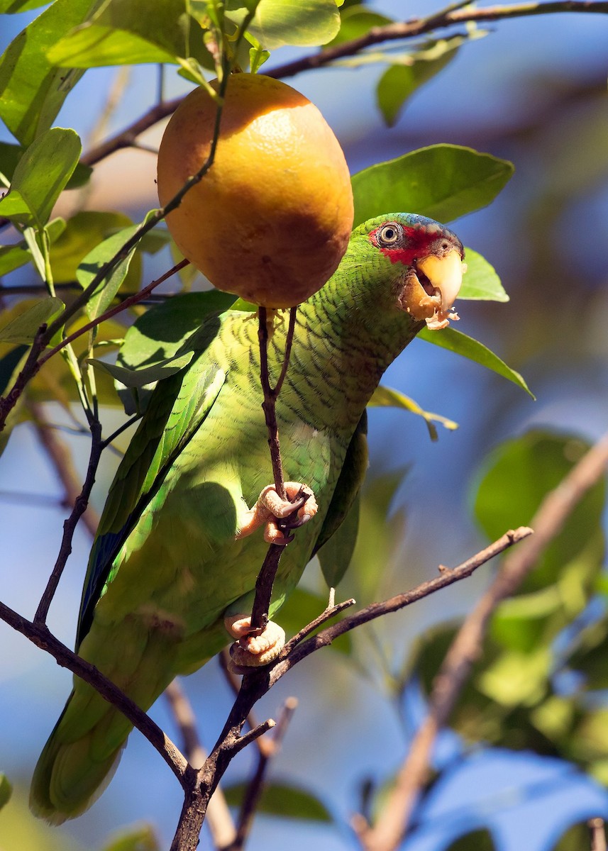 White-fronted Parrot - ML92405981