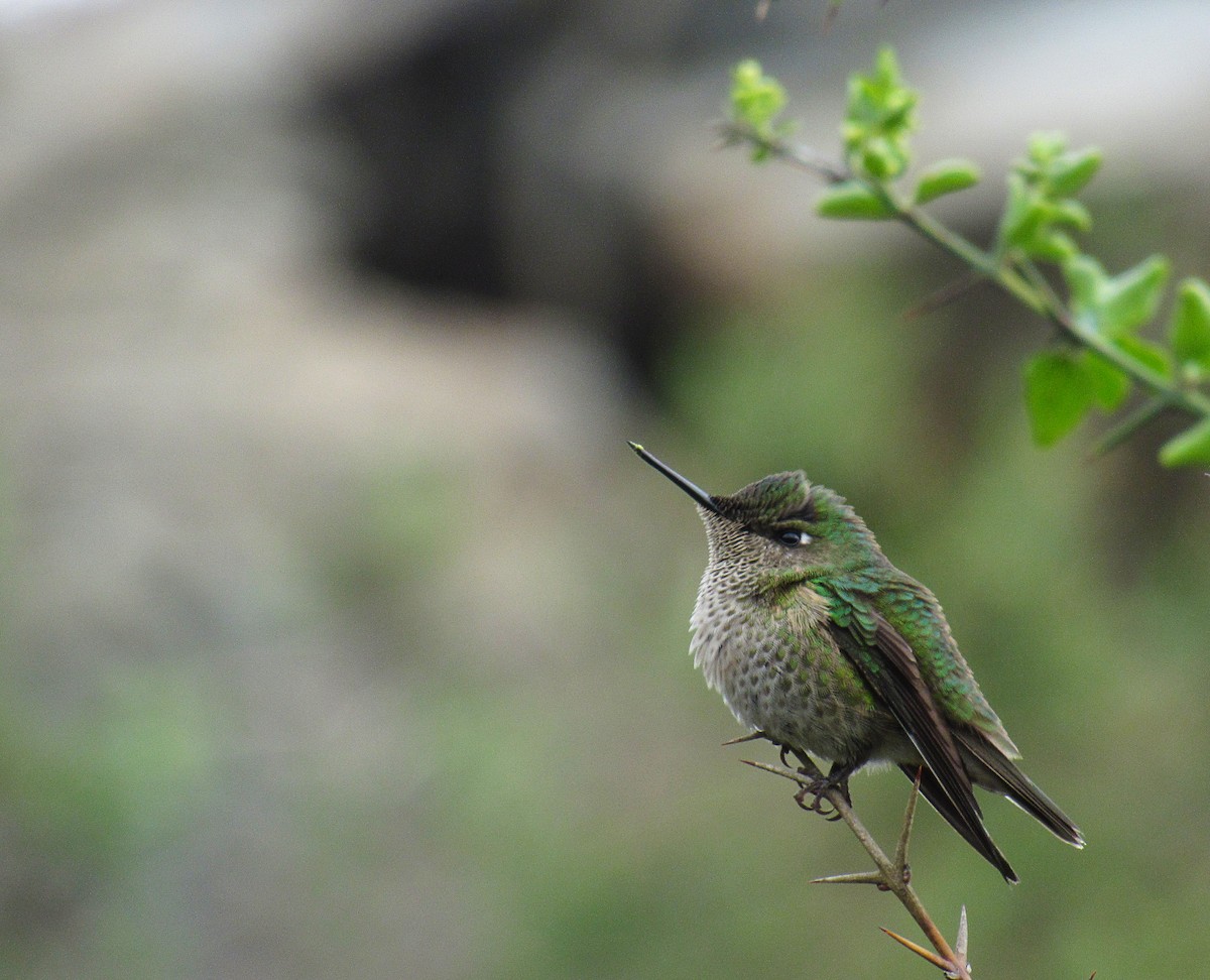 Green-backed Firecrown - ML92406531