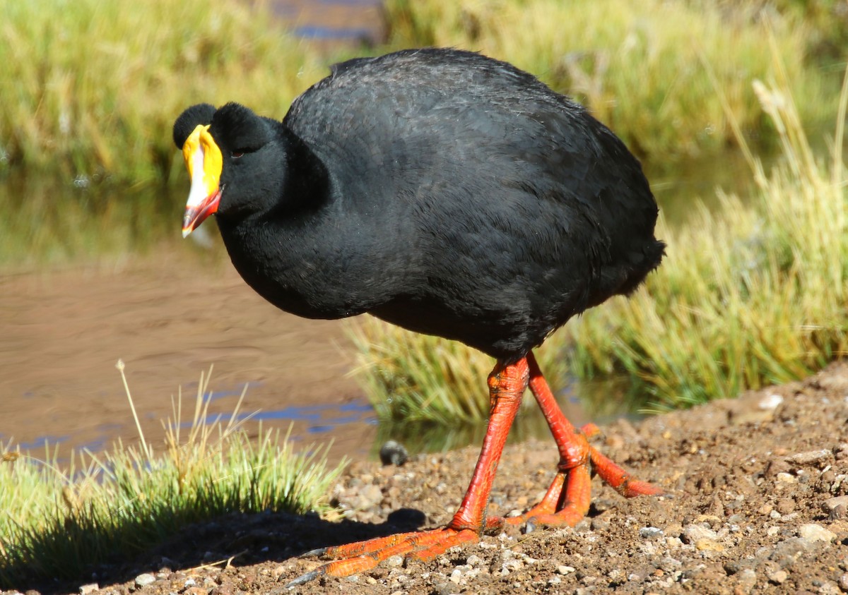 Giant Coot - ML92411161
