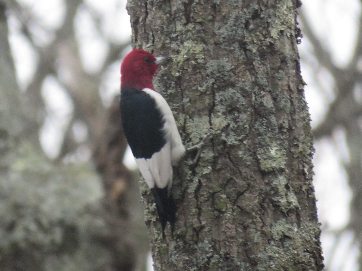 Red-headed Woodpecker - David Patick