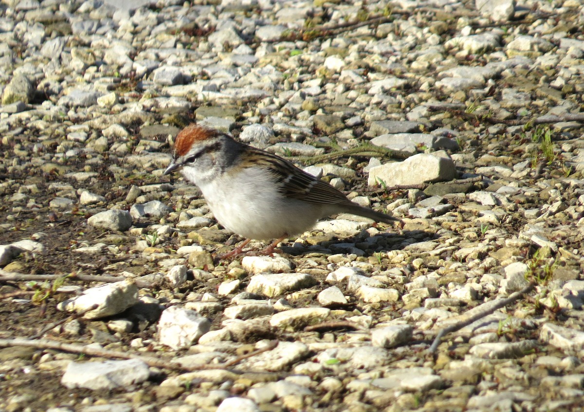 Chipping Sparrow - ML92416731