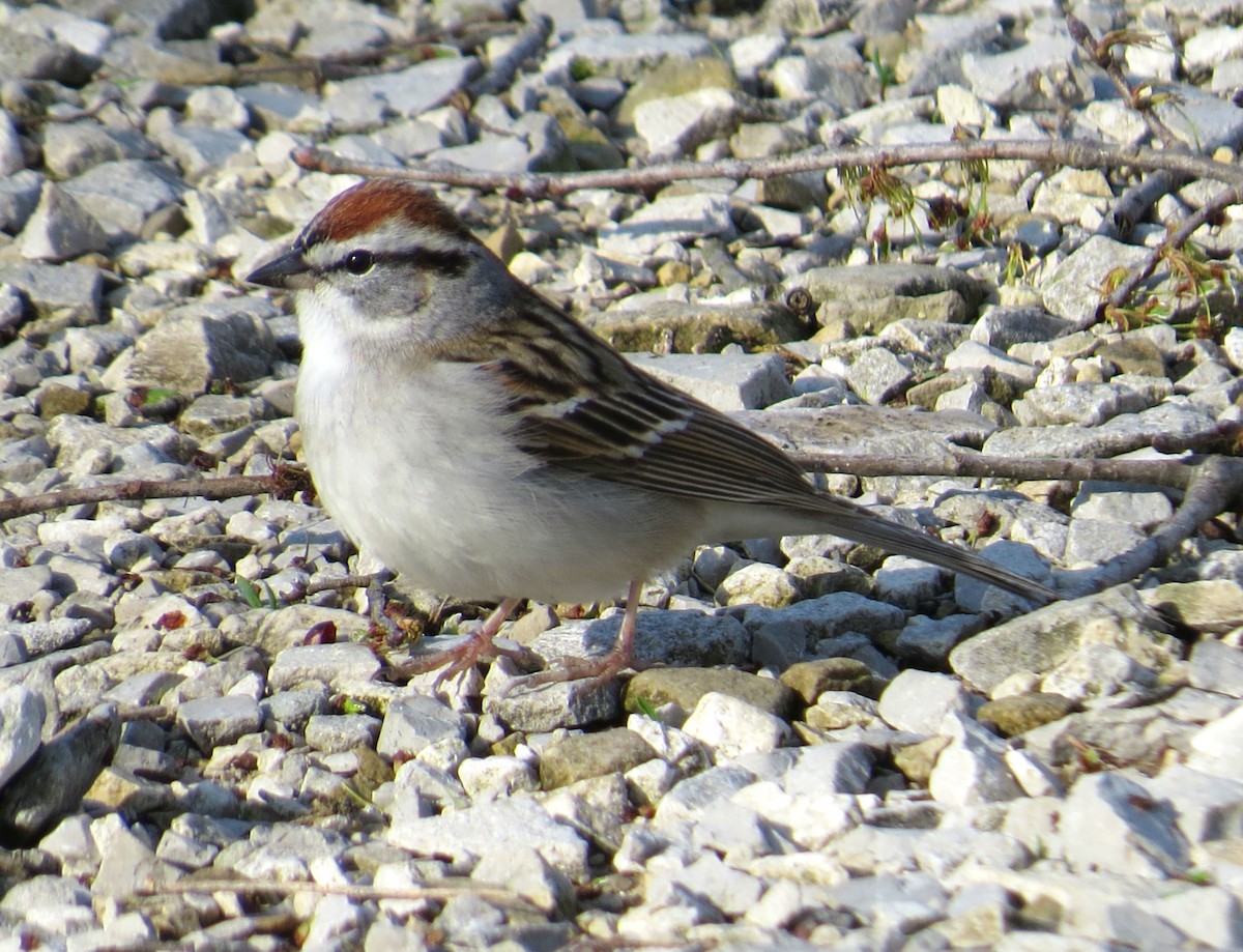 Chipping Sparrow - John Meredig