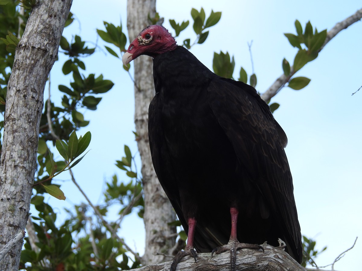 Turkey Vulture - Luis Gonzalez