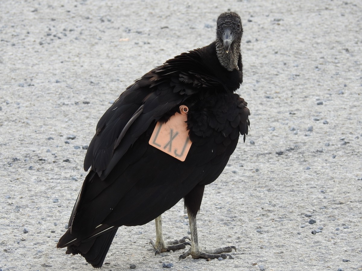 Black Vulture - Luis Gonzalez