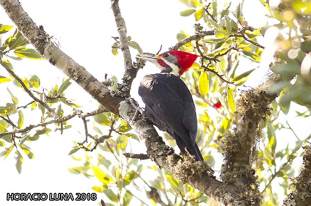 Black-bodied Woodpecker - ML92420291