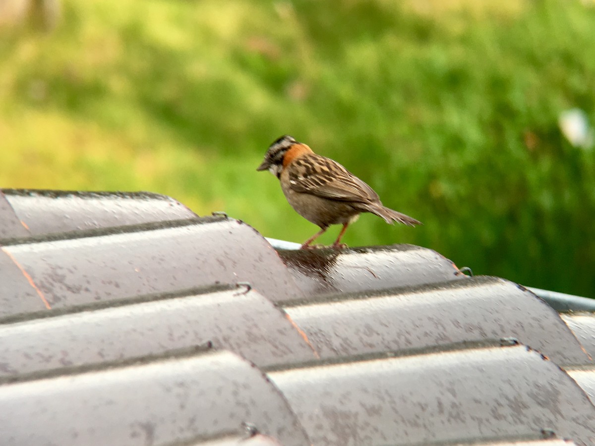 Rufous-collared Sparrow - ML92420301