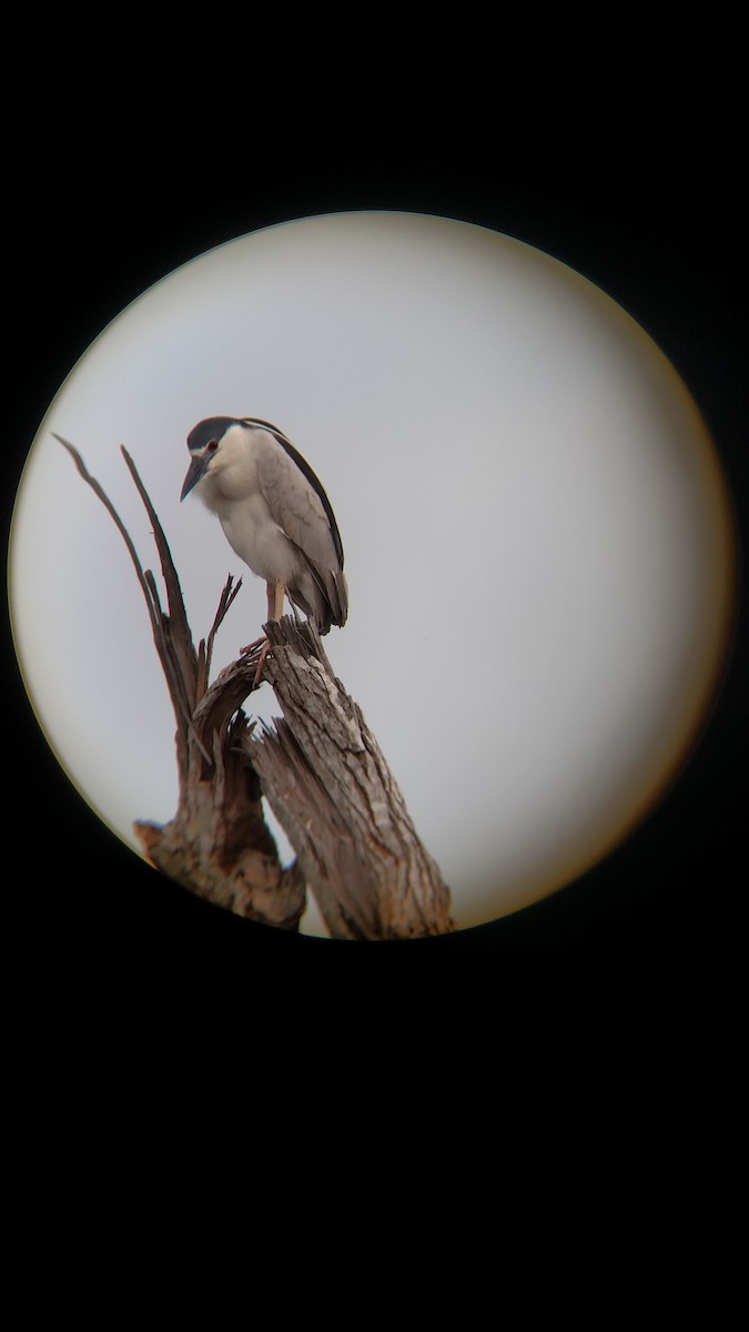 Black-crowned Night Heron - ML92421011