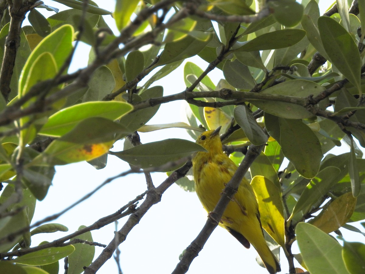 Yellow Warbler - Luis Gonzalez
