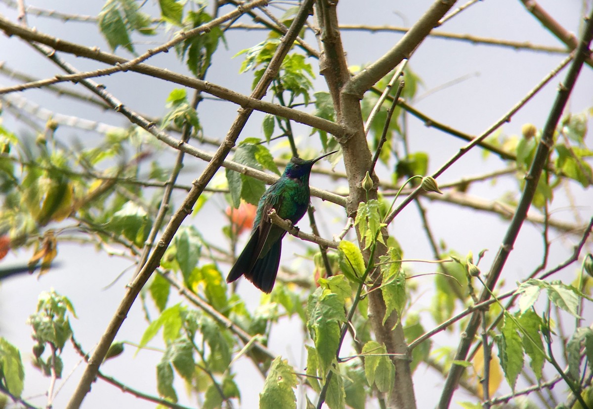kolibřík modrolící - ML92421501