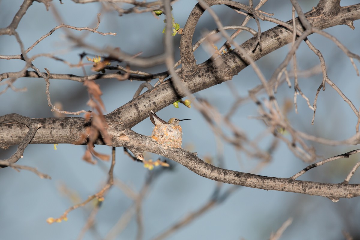 Kara Boğazlı Kolibri - ML92422991
