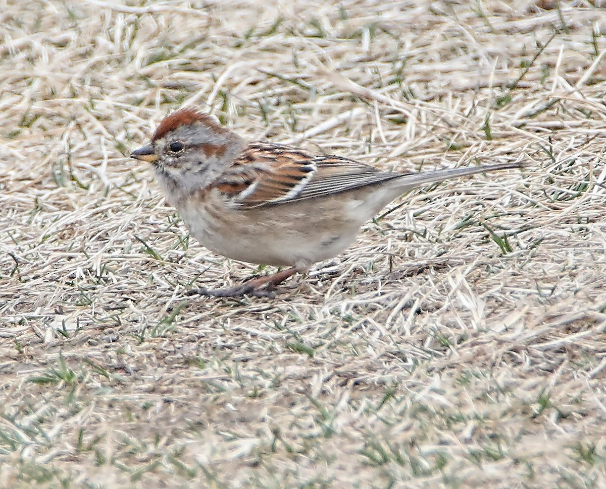 American Tree Sparrow - ML92424841
