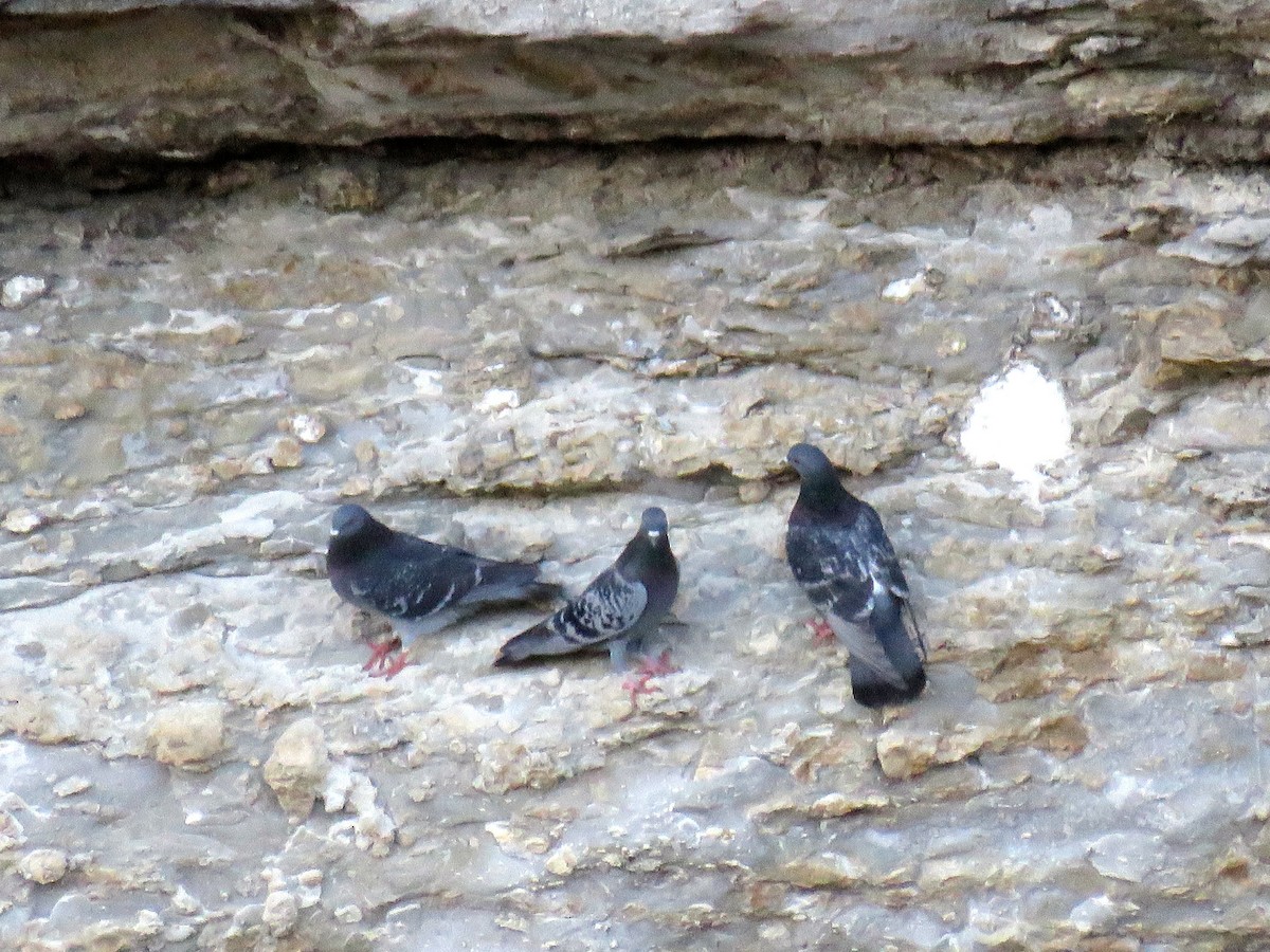 Rock Pigeon (Feral Pigeon) - michele ramsey