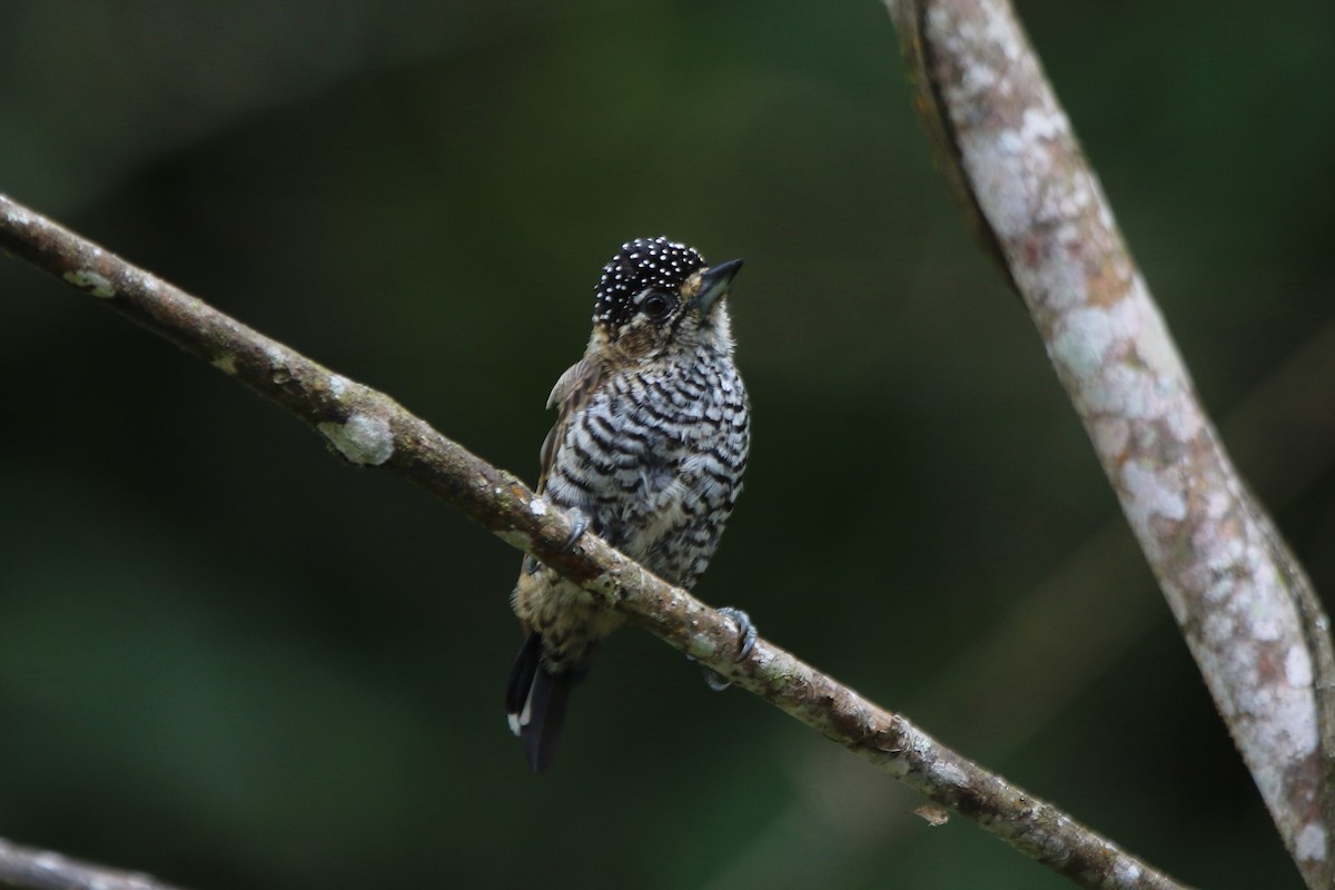 White-barred Piculet - ML92427051