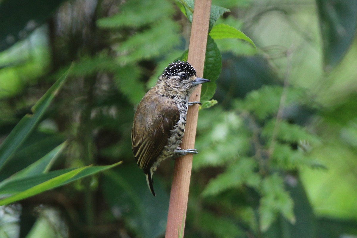 White-barred Piculet - ML92427121