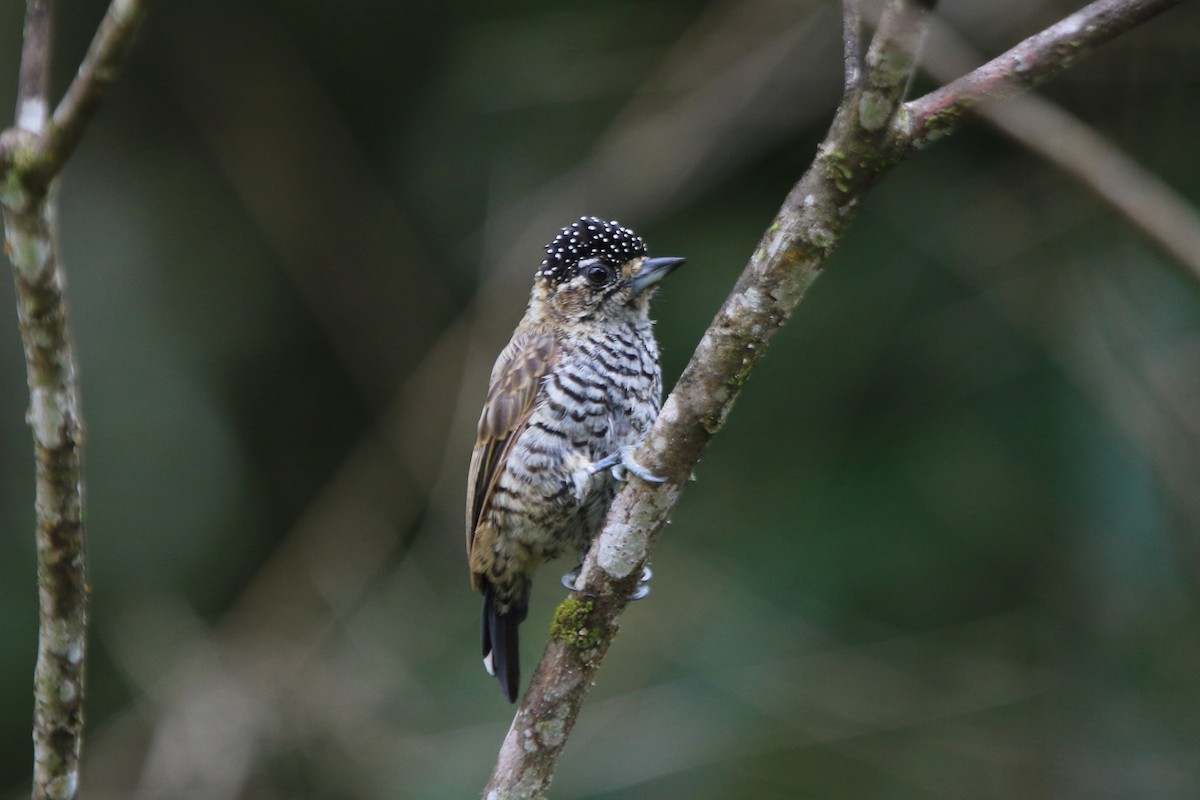 White-barred Piculet - ML92427191