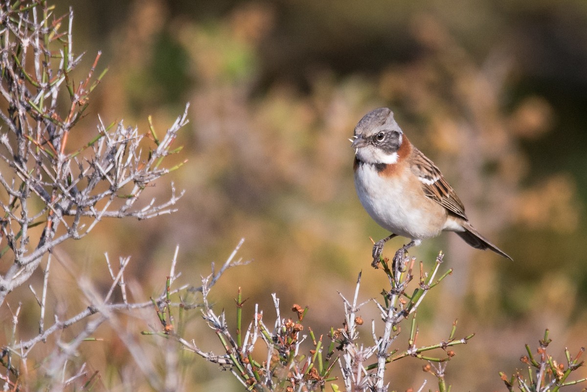 Rufous-collared Sparrow - Vicente Pantoja Maggi