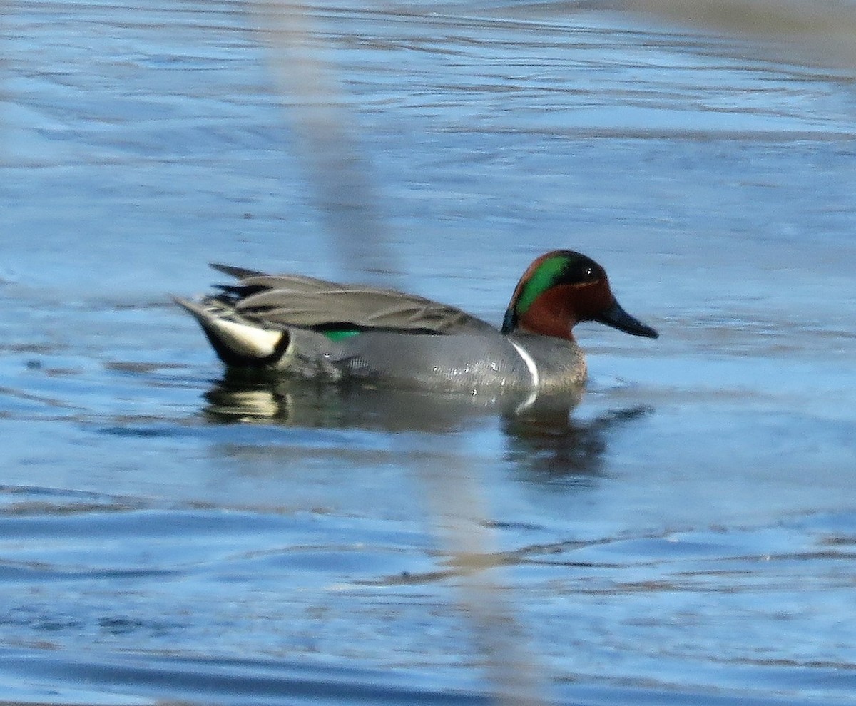 Green-winged Teal - Mary Guell