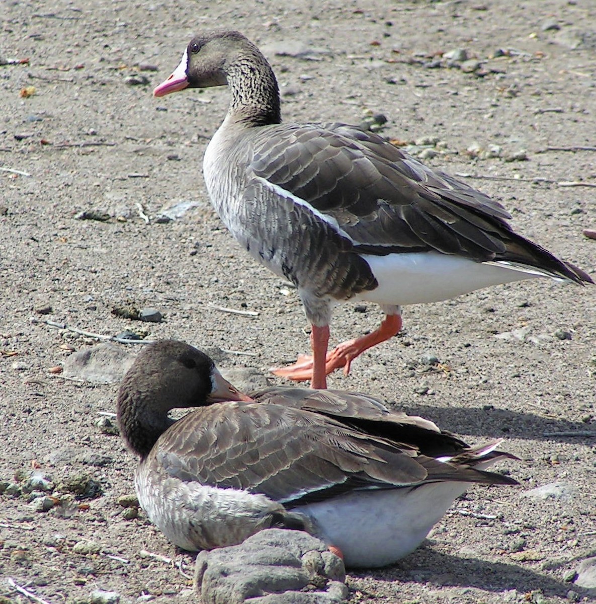 Greater White-fronted Goose - ML92430931