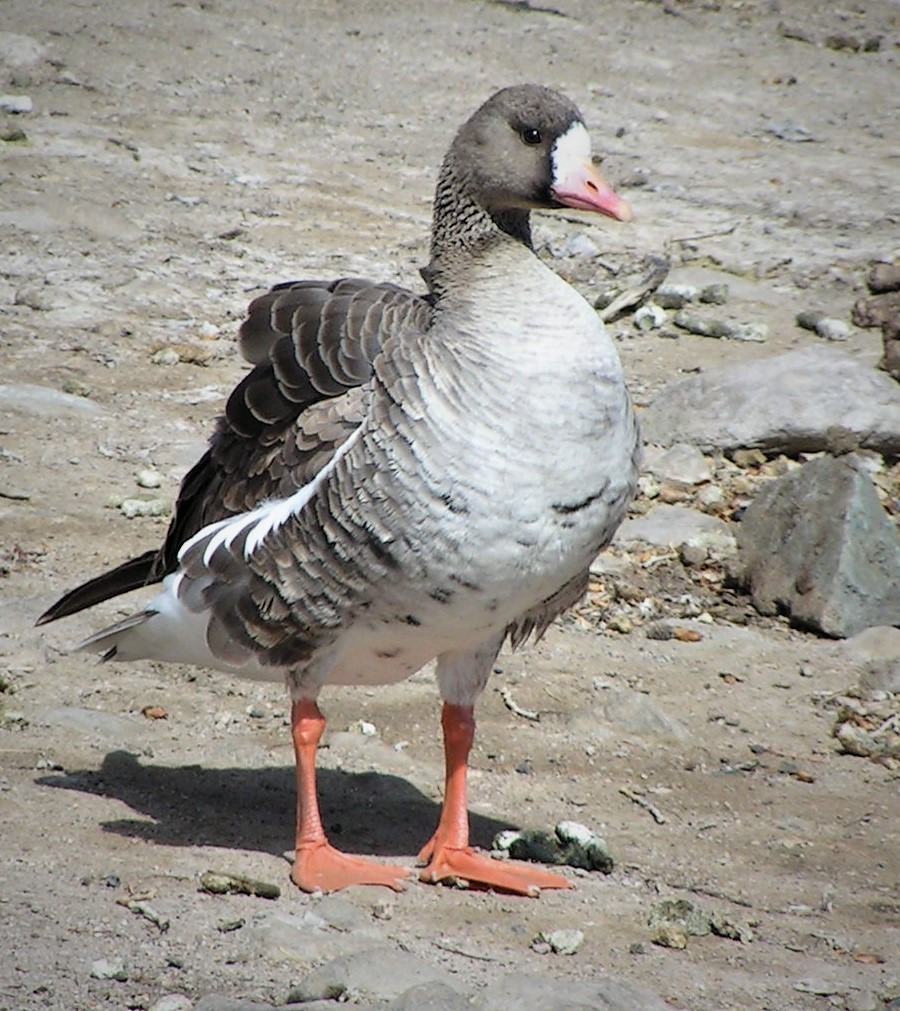 Greater White-fronted Goose - ML92430941