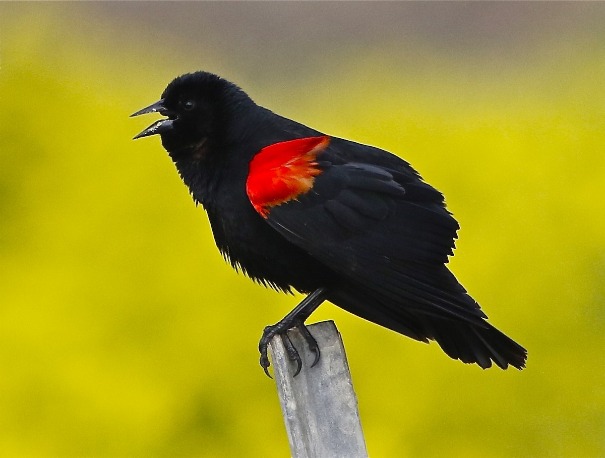 Red-winged Blackbird (California Bicolored) - Don Roberson