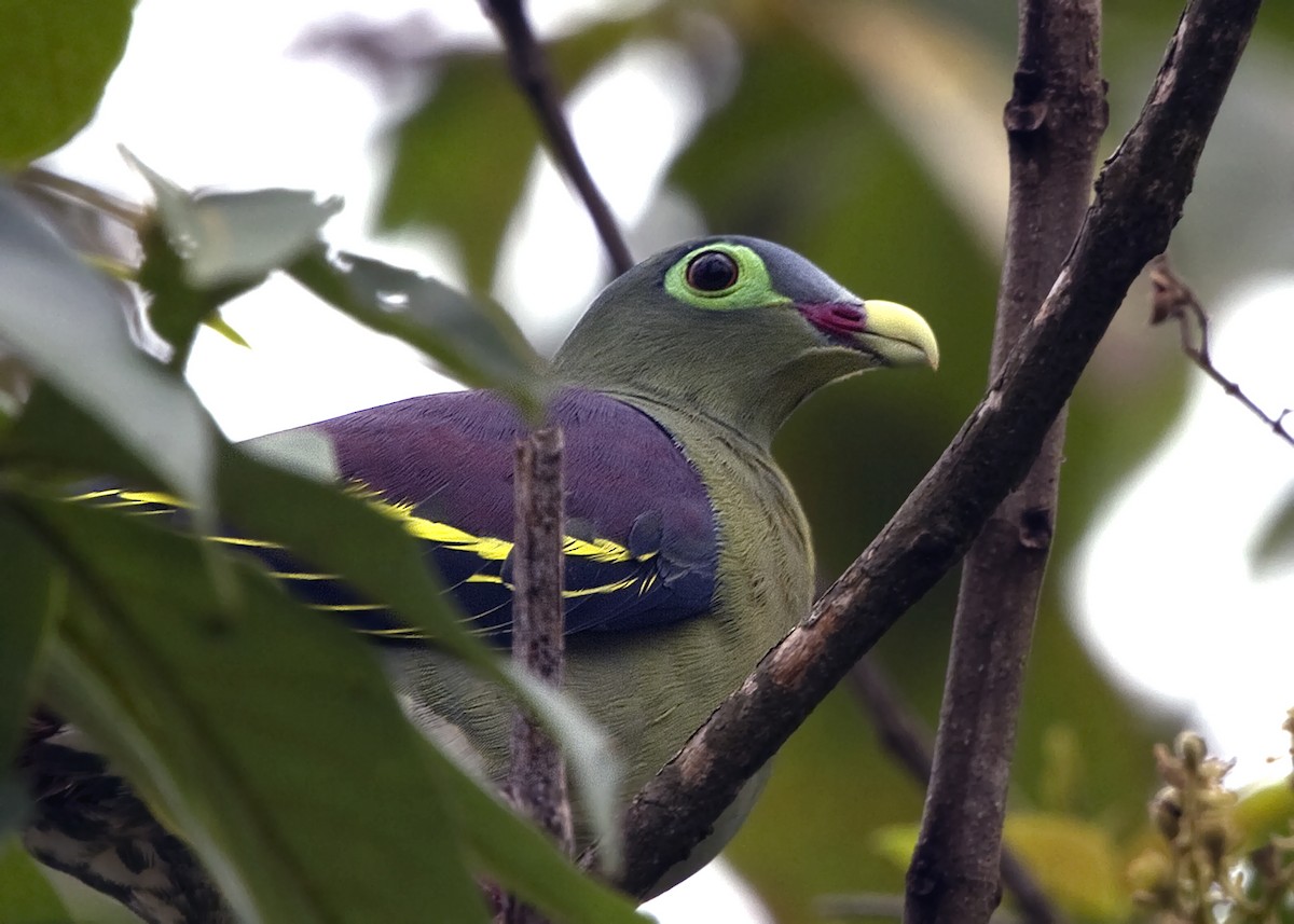 Thick-billed Green-Pigeon - Arnaud Lacroix